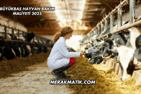 Büyükbaş Hayvan Bakım Maliyeti 2025