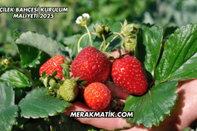 Çilek Bahçesi Kurulum Maliyeti 2025
