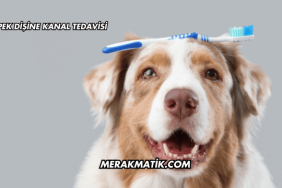Köpek Dişine Kanal Tedavisi