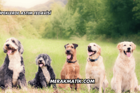 Köpeklerde Astım Tedavisi