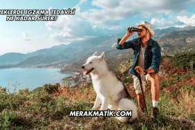 Köpeklerde Egzama Tedavisi Ne Kadar Sürer?