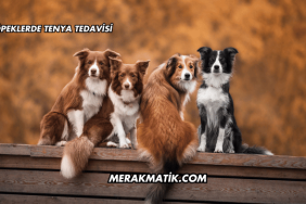 Köpeklerde Tenya Tedavisi