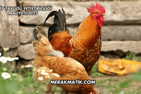 Köy Tavuğu Yetiştiriciliği Maliyeti 2025