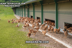 Salma Tavukçuluk Yem Maliyeti 2025