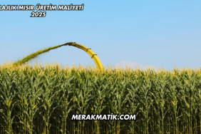 Silajlık Mısır Üretim Maliyeti 2025