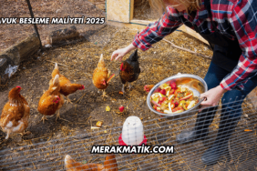 Tavuk Besleme Maliyeti 2025