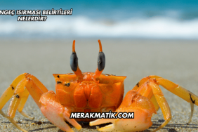 Yengeç Isırması Belirtileri Nelerdir?