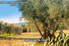 Zeytin Yetiştiriciliği Maliyeti 2025
