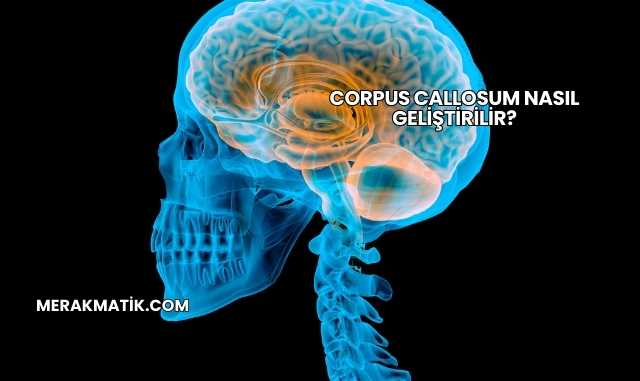 Corpus Callosum Nasıl Geliştirilir?