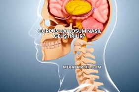 Corpus Callosum Nasıl Geliştirilir?