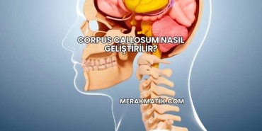 Corpus Callosum Nasıl Geliştirilir?