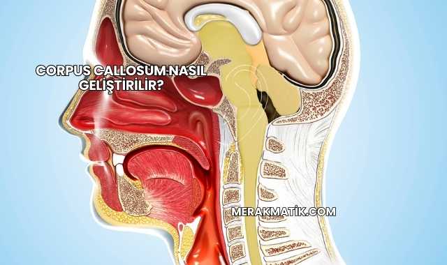 Corpus Callosum Nasıl Geliştirilir?