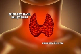 Epifiz Bezi Nasıl Geliştirilir?