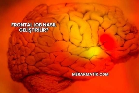 Frontal Lob Nasıl Geliştirilir?