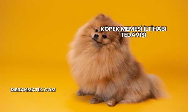 Köpek Memesi İltihabı Tedavisi