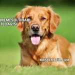Köpek Memesi İltihabı Tedavisi