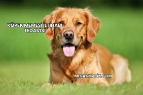 Köpek Memesi İltihabı Tedavisi