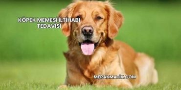 Köpek Memesi İltihabı Tedavisi