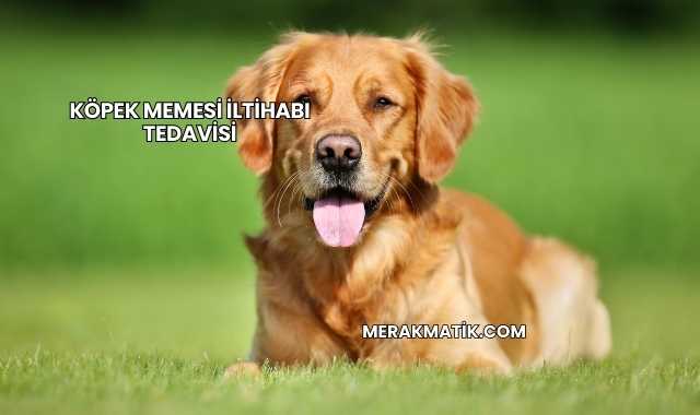 Köpek Memesi İltihabı Tedavisi