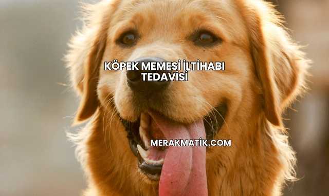 Köpek Memesi İltihabı Tedavisi