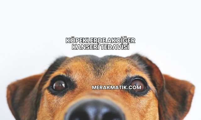 Köpeklerde Akciğer Kanseri Tedavisi