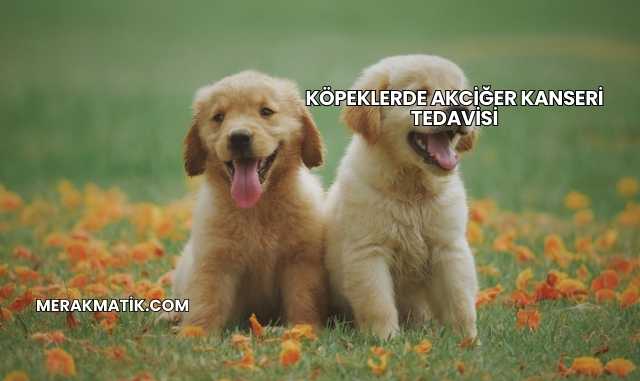 Köpeklerde Akciğer Kanseri Tedavisi