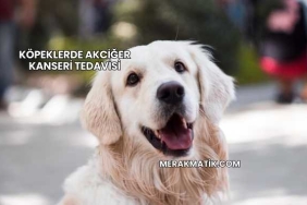 Köpeklerde Akciğer Kanseri Tedavisi