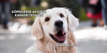 Köpeklerde Akciğer Kanseri Tedavisi