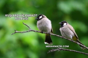 Kuşlarda İç Parazit Tedavisi