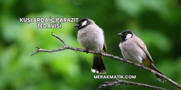 Kuşlarda İç Parazit Tedavisi