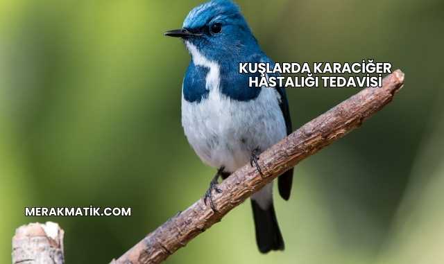 Kuşlarda Karaciğer Hastalığı Tedavisi
