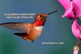 Kuşlarda Karaciğer Hastalığı Tedavisi