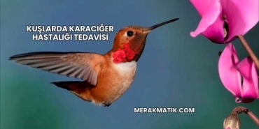 Kuşlarda Karaciğer Hastalığı Tedavisi