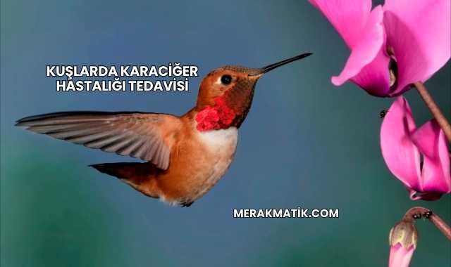 Kuşlarda Karaciğer Hastalığı Tedavisi