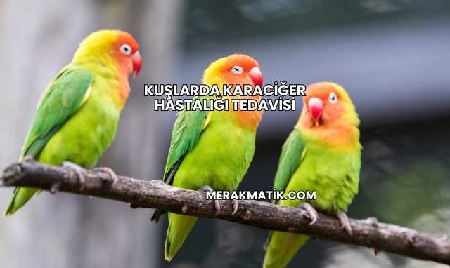 Kuşlarda Karaciğer Hastalığı Tedavisi