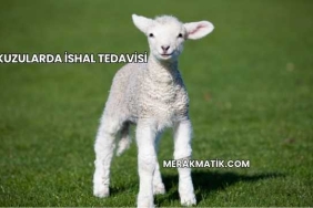 Kuzularda İshal Tedavisi