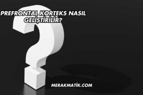 Prefrontal Korteks Nasıl Geliştirilir?