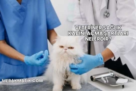 Veteriner Sağlık Kabini Açma Şartları Nelerdir?