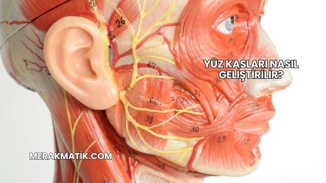 Yüz Kasları Nasıl Geliştirilir?