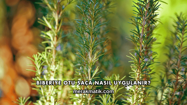 Biberiye Otu Saça Nasıl Uygulanır?