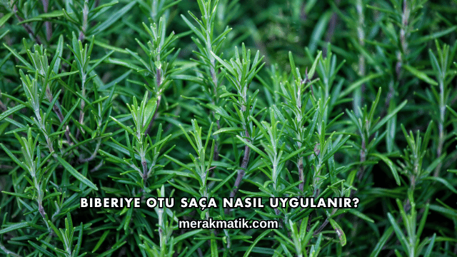 Biberiye Otu Saça Nasıl Uygulanır?