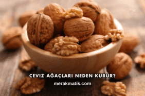Ceviz Ağaçları Neden Kurur?
