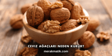Ceviz Ağaçları Neden Kurur?