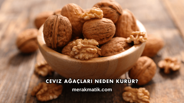 Ceviz Ağaçları Neden Kurur?