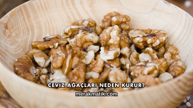 Ceviz Ağaçları Neden Kurur?