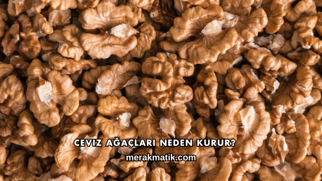Ceviz Ağaçları Neden Kurur?