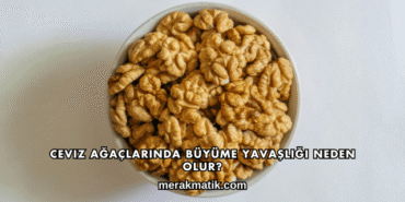 Ceviz Ağaçlarında Büyüme Yavaşlığı Neden Olur?