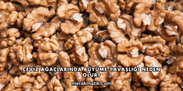 Ceviz Bahçesi Bakımı Nasıl Planlanır?