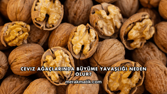 Ceviz Ağaçlarında Büyüme Yavaşlığı Neden Olur?