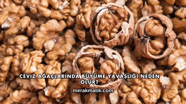 Ceviz Ağaçlarında Büyüme Yavaşlığı Neden Olur?